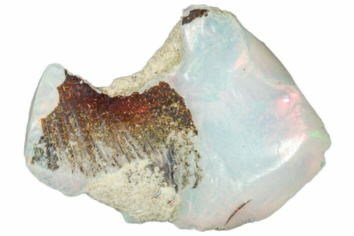 Brilliant, Precious, Ethiopian Fire Opal ( grams) #315554